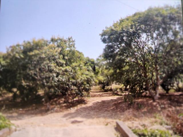 生產者圖片