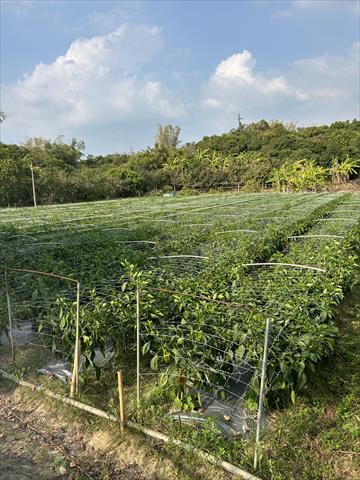 生產者圖片