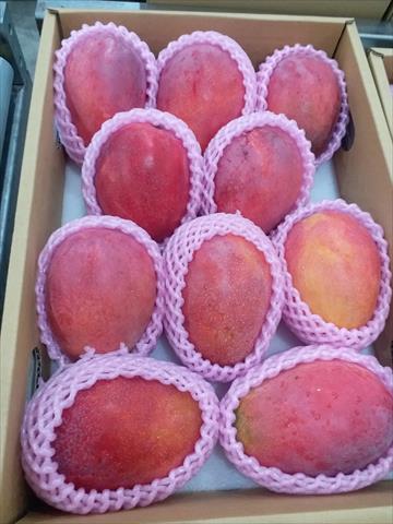 生產者圖片