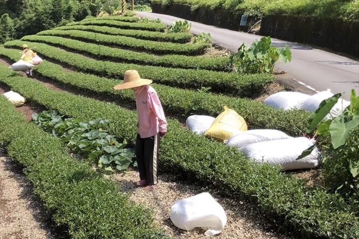 生產者圖片