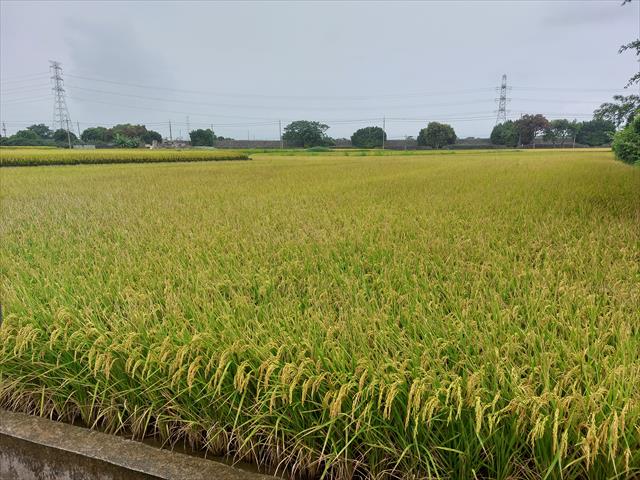 生產者圖片
