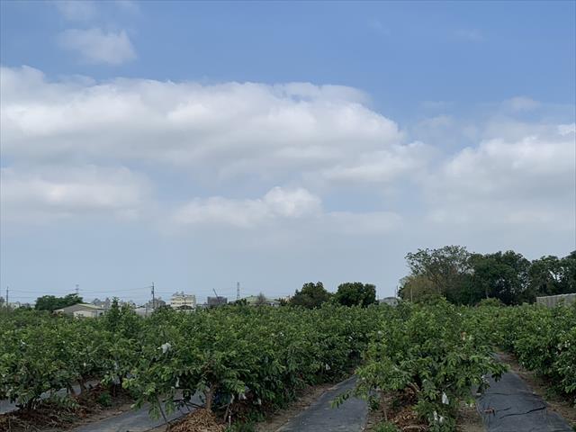 生產者圖片