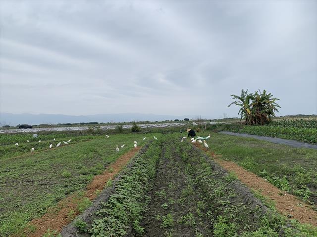 生產者圖片