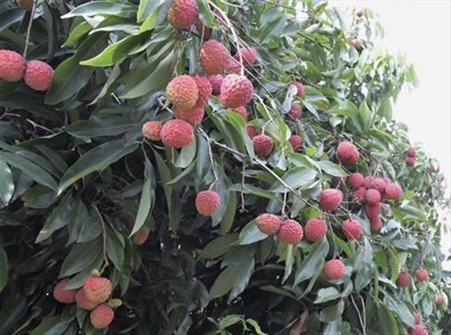 生產者圖片