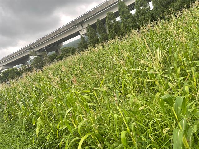 生產者圖片