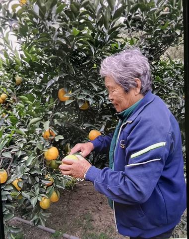 生產者圖片