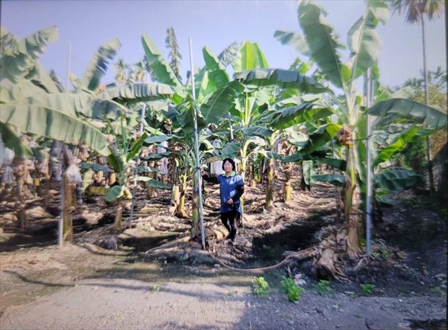 生產者圖片