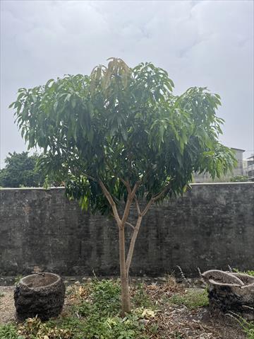 生產者圖片