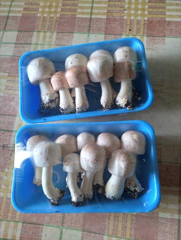生產者圖片
