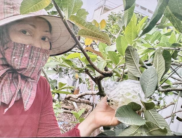 生產者圖片