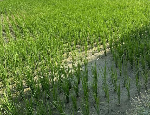 生產者圖片