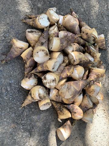 生產者圖片