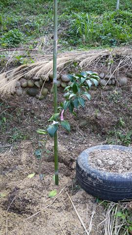 生產者圖片