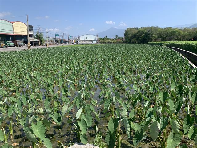 生產者圖片