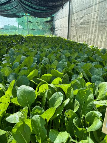 生產者圖片
