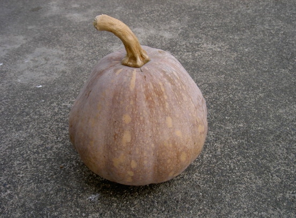生產者圖片