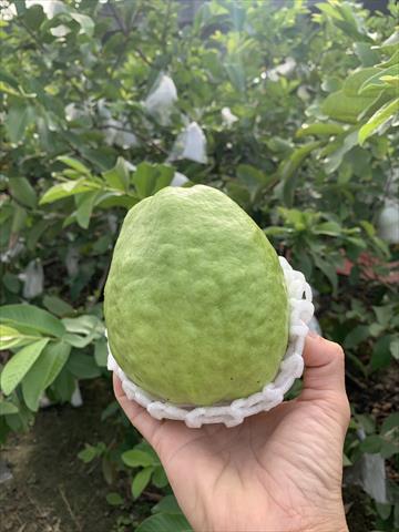 生產者圖片