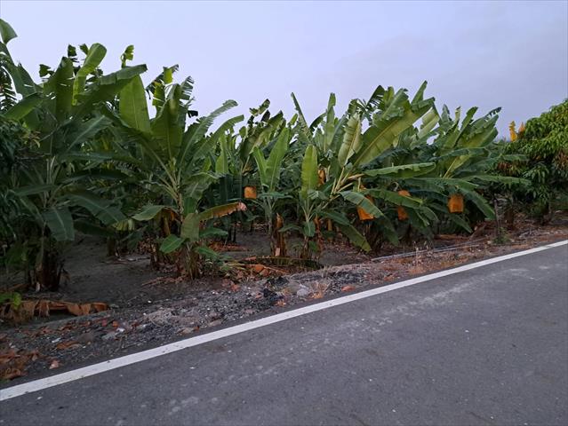 生產者圖片
