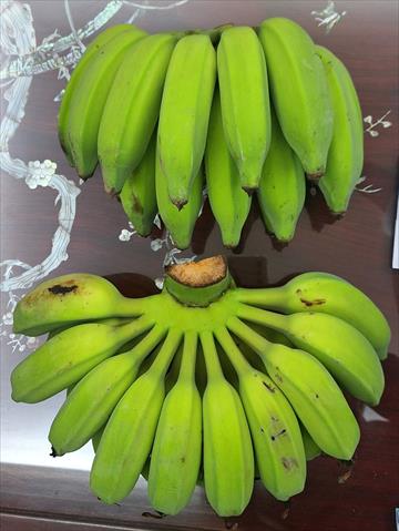 生產者圖片