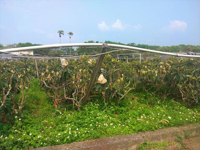 生產者圖片