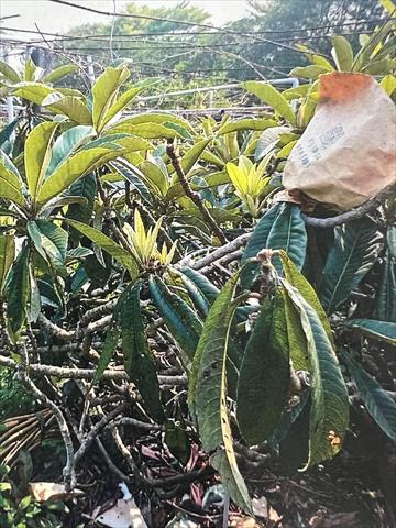 生產者圖片