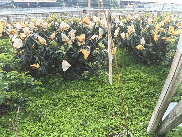 生產者圖片