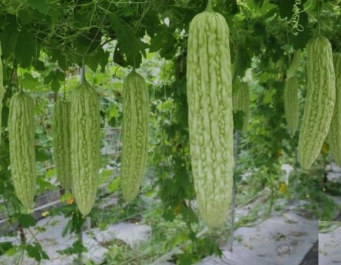 生產者圖片