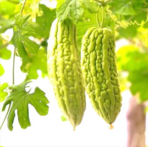 生產者圖片