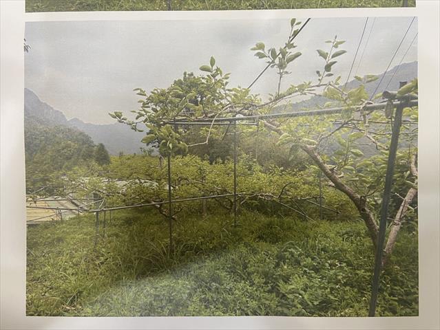 生產者圖片