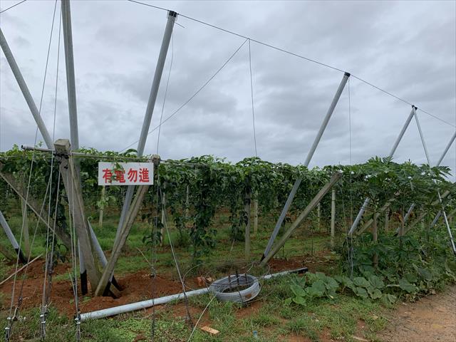 生產者圖片