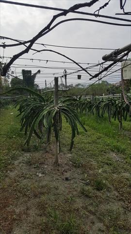 生產者圖片