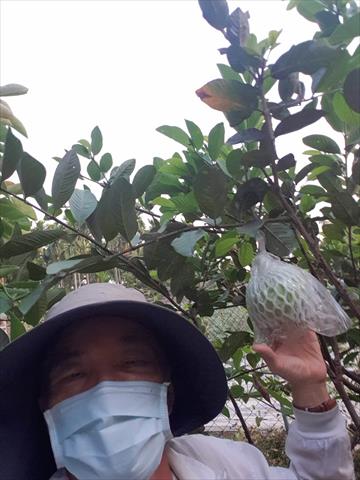 生產者圖片