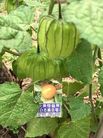 生產者圖片