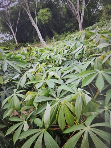 生產者圖片