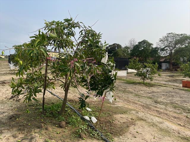 生產者圖片