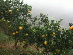 生產者圖片