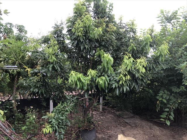 生產者圖片
