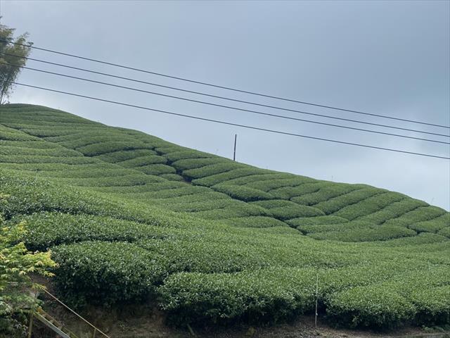 生產者圖片