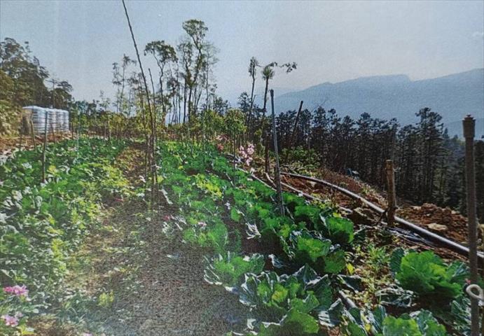 生產者圖片