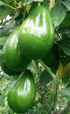 生產者圖片