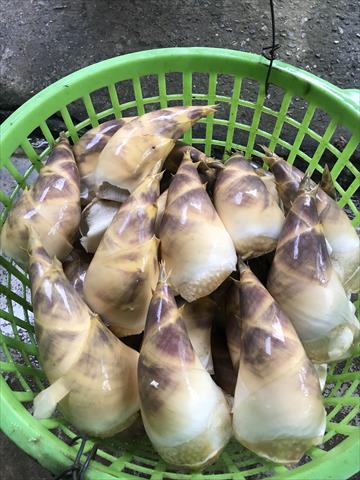 生產者圖片
