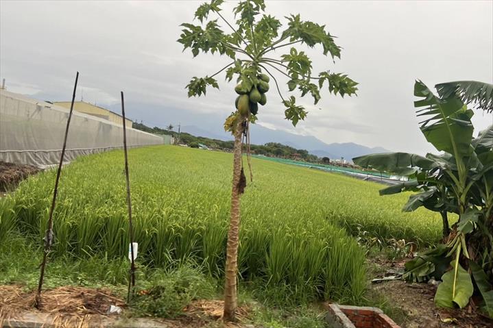 生產者圖片