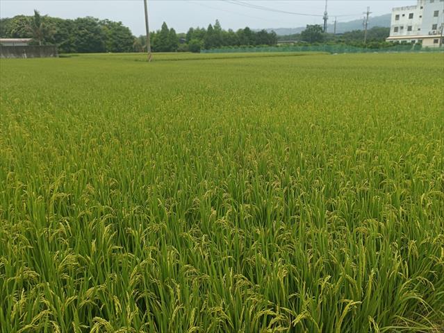 生產者圖片