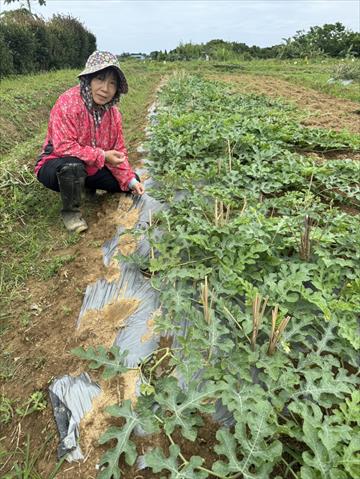 生產者圖片