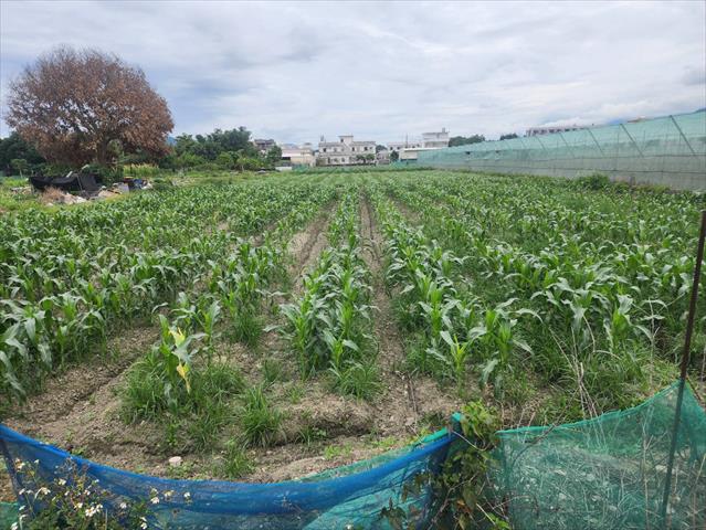 生產者圖片