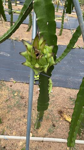 生產者圖片