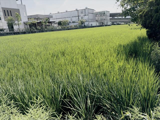 生產者圖片