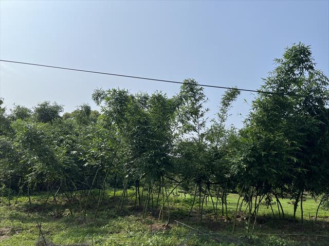 生產者圖片