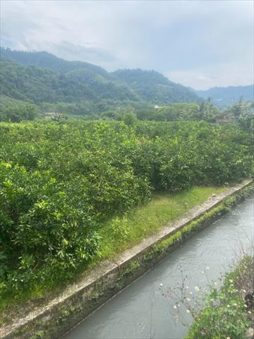 生產者圖片