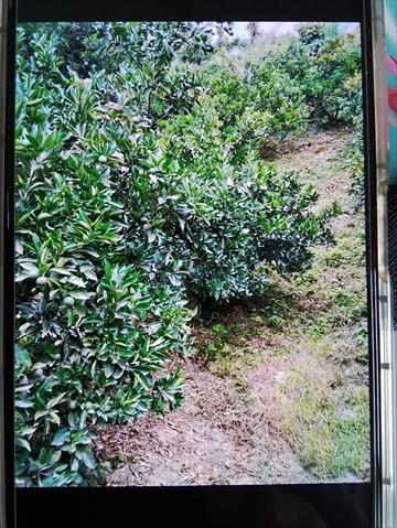 生產者圖片
